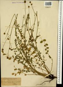 Poterium sanguisorba subsp. polygamum (Waldst. & Kit.) Asch. & Graebn., South Asia, South Asia (Asia outside ex-Soviet states and Mongolia) (ASIA) (Iran)