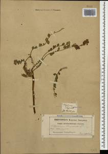 Telephium imperati subsp. orientale (Boiss.) Nym., Caucasus, Georgia (K4) (Georgia)