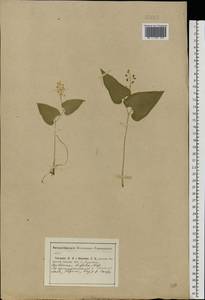 Maianthemum bifolium (L.) F.W.Schmidt, Eastern Europe, Central region (E4) (Russia)