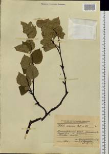 Betula davurica Pall., Siberia, Russian Far East (S6) (Russia)