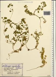 Medicago rigidula (L.)All., Caucasus, Azerbaijan (K6) (Azerbaijan)