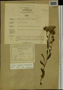 Cirsium arvense (L.) Scop., Siberia, Russian Far East (S6) (Russia)