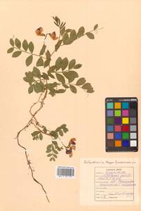 Lathyrus japonicus var. maritimus (L.) J.T.Kartesz & Gandhi, Siberia, Russian Far East (S6) (Russia)