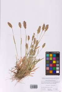 Anthoxanthum odoratum L., Eastern Europe, Moscow region (E4a) (Russia)