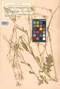 Raphanus raphanistrum L., Eastern Europe, Moscow region (E4a) (Russia)