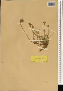 Minuartia hirsuta subsp. hirsuta, South Asia, South Asia (Asia outside ex-Soviet states and Mongolia) (ASIA) (Turkey)