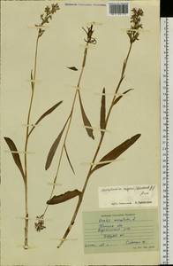 Dactylorhiza fuchsii subsp. fuchsii, Siberia, Western Siberia (S1) (Russia)