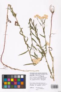 Achillea ptarmica L., Eastern Europe, Moscow region (E4a) (Russia)