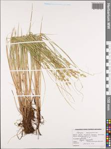 Carex canescens subsp. canescens, Eastern Europe, Belarus (E3a) (Belarus)