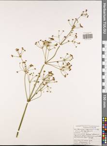 Alisma plantago-aquatica L., Eastern Europe, Central region (E4) (Russia)