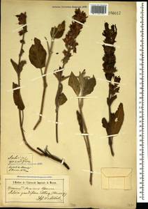 Salvia tomentosa Mill., Crimea (KRYM) (Russia)