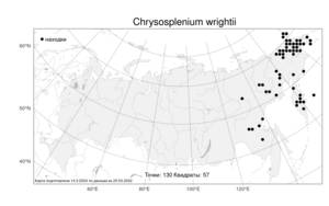 Chrysosplenium wrightii Franch. & Sav., Atlas of the Russian Flora (FLORUS) (Russia)