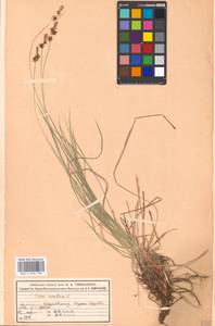 Carex montana L., Eastern Europe, Moscow region (E4a) (Russia)
