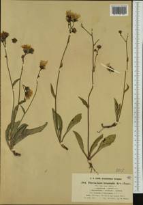 Hieracium viride subsp. brumale (Arv.-Touv.) Zahn, Western Europe (EUR) (France)