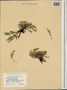 Jurinea filicifolia Boiss., Caucasus, North Ossetia, Ingushetia & Chechnya (K1c) (Russia)