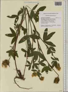 Trifolium pannonicum Jacq., Western Europe (EUR) (Bulgaria)
