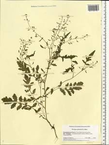 Rorippa palustris (L.) Besser, Eastern Europe, Central region (E4) (Russia)