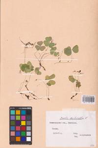 Oxalis acetosella L., Eastern Europe, North-Western region (E2) (Russia)