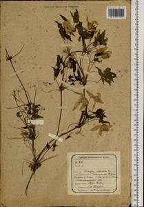 Clematis sibirica (L.) Mill., Siberia, Baikal & Transbaikal region (S4) (Russia)