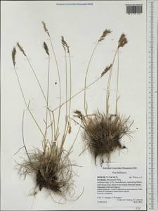 Poa bulbosa L., Western Europe (EUR) (Germany)