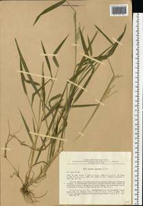 Leersia oryzoides (L.) Sw., Eastern Europe, North-Western region (E2) (Russia)