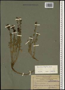 Teucrium orientale subsp. taylorii (Boiss.) Rech.f., Caucasus, Azerbaijan (K6) (Azerbaijan)