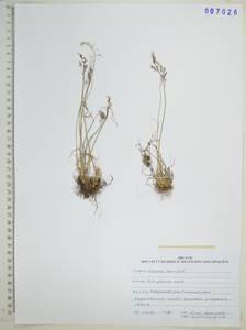 Poa glauca Vahl, Siberia, Russian Far East (S6) (Russia)