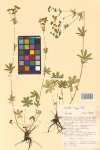 Potentilla longipes Ledeb., Eastern Europe, Lower Volga region (E9) (Russia)
