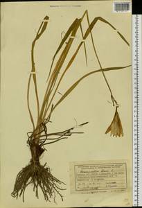 Hemerocallis lilioasphodelus L., Siberia, Western Siberia (S1) (Russia)