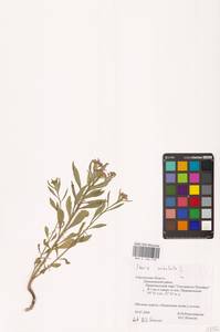 Iberis umbellata L., Eastern Europe, Western region (E3) (Russia)