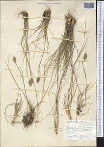 Agropyron desertorum (Fisch. ex Link) Schult., Middle Asia, Northern & Central Tian Shan (M4) (Kyrgyzstan)