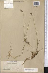 Hordeum brevisubulatum (Trin.) Link, Middle Asia, Western Tian Shan & Karatau (M3) (Kazakhstan)