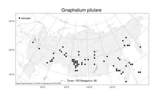 Gnaphalium pilulare Wahlenb., Atlas of the Russian Flora (FLORUS) (Russia)