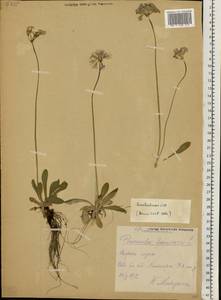 Primula farinosa L., Eastern Europe, Latvia (E2b) (Latvia)
