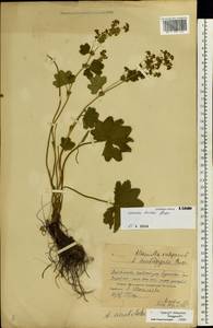 Alchemilla glabricaulis H. Lindb., Eastern Europe, Volga-Kama region (E7) (Russia)