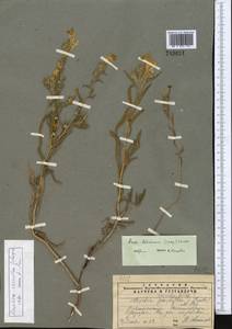 Arnebia coerulea Schipcz., Middle Asia, Pamir & Pamiro-Alai (M2) (Tajikistan)