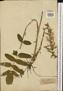 Sium latifolium L., Eastern Europe, Volga-Kama region (E7) (Russia)