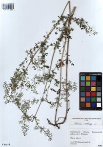 Galium mollugo L., Siberia, Altai & Sayany Mountains (S2) (Russia)