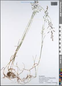 Poa pratensis L., Siberia, Western Siberia (S1) (Russia)