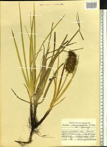 Carex macrocephala Willd. ex Spreng., Siberia, Russian Far East (S6) (Russia)