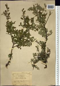 Rhamnus parvifolia Bunge, Siberia, Baikal & Transbaikal region (S4) (Russia)