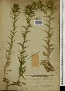 Carthamus lanatus L., Caucasus, Azerbaijan (K6) (Azerbaijan)