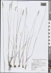 Poa compressa L., Siberia, Baikal & Transbaikal region (S4) (Russia)