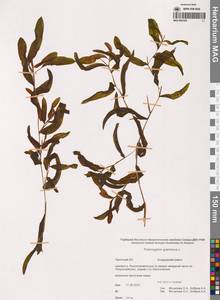 Potamogeton gramineus L., Siberia, Chukotka & Kamchatka (S7) (Russia)