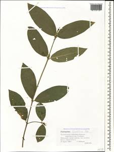 Euonymus leiophloeus Stev., Caucasus, Black Sea Shore (from Novorossiysk to Adler) (K3) (Russia)