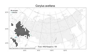 Corylus avellana L., Atlas of the Russian Flora (FLORUS) (Russia)