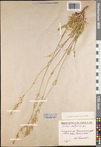 Silene wolgensis (Hornem.) Otth, Eastern Europe, Lower Volga region (E9) (Russia)