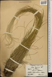 Stipa pennata L., Caucasus, Armenia (K5) (Armenia)