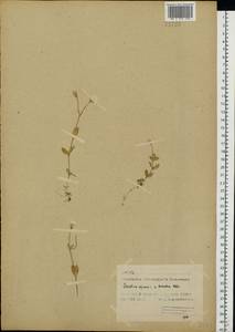 Cerastium alpinum L., Eastern Europe, Northern region (E1) (Russia)