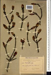 Acer heldreichii subsp. trautvetteri (Medvedev) A. E. Murray, Caucasus, Georgia (K4) (Georgia)